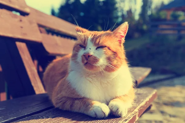 Gember kat liggend op een bankje — Stockfoto