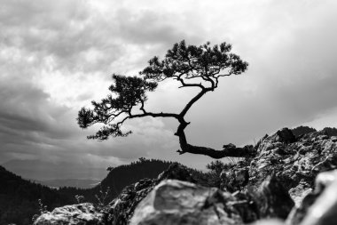 Çam, Pieniny Dağları, Polonya, siyah ve beyaz fotoğraf en ünlü ağaç