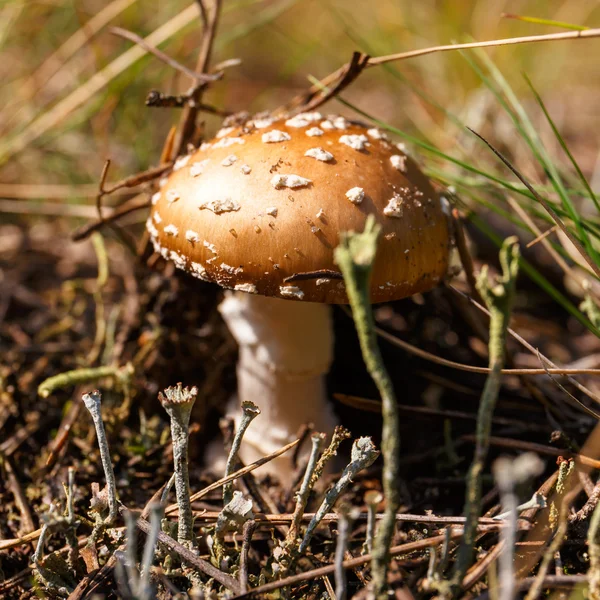 Close-up van paddenstoel in een forest — Stockfoto