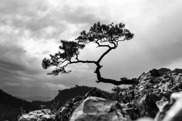 Pinheiro, árvore mais famosa em Pieniny Mountains, Polônia, foto preto e branco Imagens De Bancos De Imagens Sem Royalties