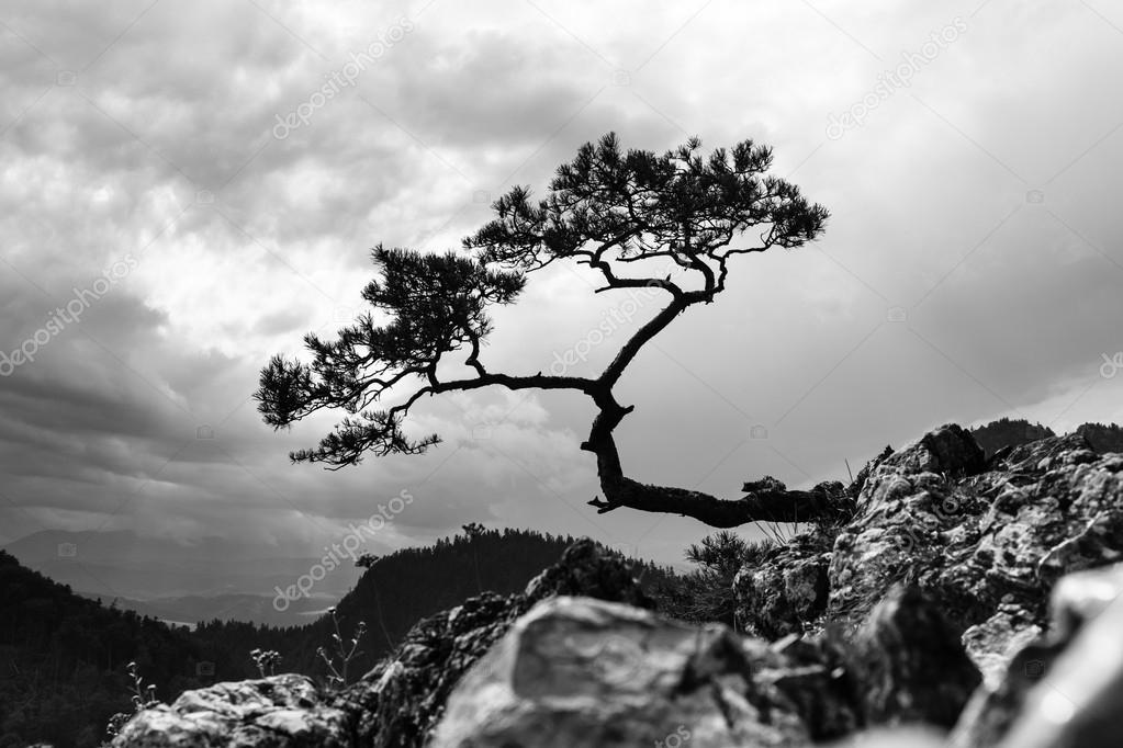 Pine, most famous tree in Pieniny Mountains, Poland, black and white photo