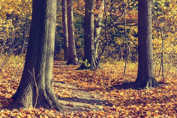 Bunte Herbstbäume im Wald, Vintage-Look — Stockfoto