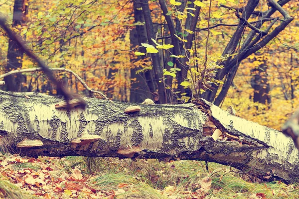 Coloridos árboles de otoño en el bosque, aspecto vintage — Foto de Stock