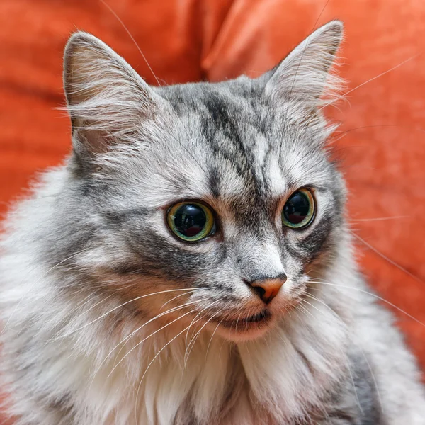 Portret van een Noorse kat — Stockfoto