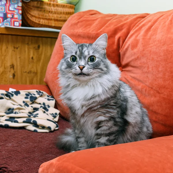 Portrait of a norwegian cat — Stock Photo, Image