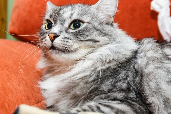 Portrait of a norwegian cat — Stock Photo, Image