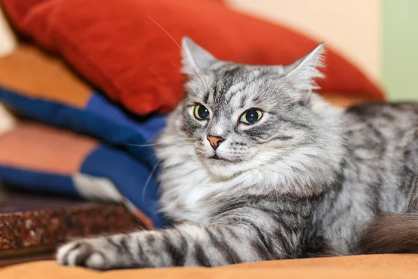 Portrait of a norwegian cat — Stock Photo, Image