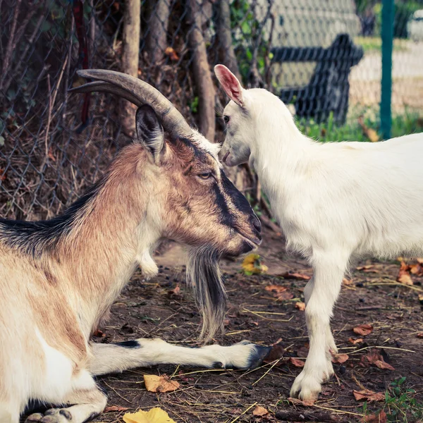 Goat and kid — Stock Photo, Image