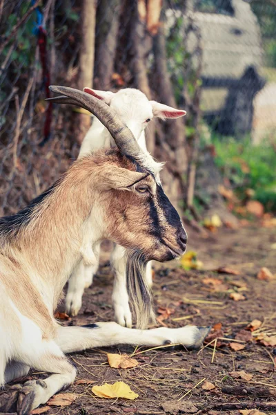Goat and kid — Stock Photo, Image