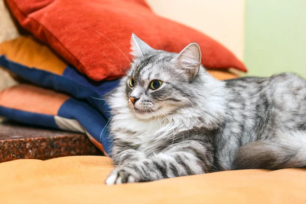 Portrait of a norwegian cat — Stock Photo, Image