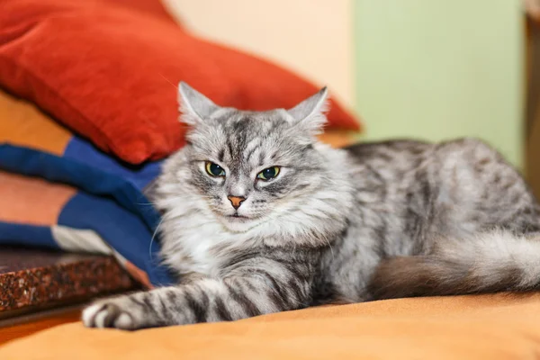 Portrait of a norwegian cat — Stock Photo, Image