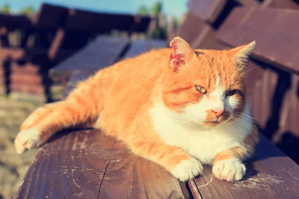 Gember kat liggend op een bankje — Stockfoto