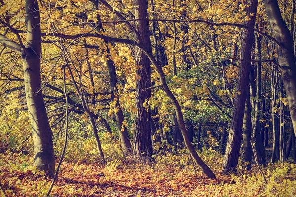 Alberi autunnali colorati nella foresta, aspetto vintage — Foto Stock