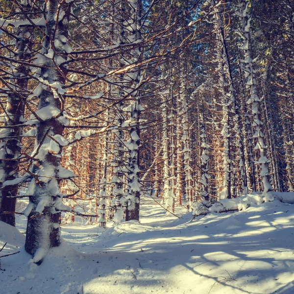 Inverno floresta fundo, olhar vintage — Fotografia de Stock