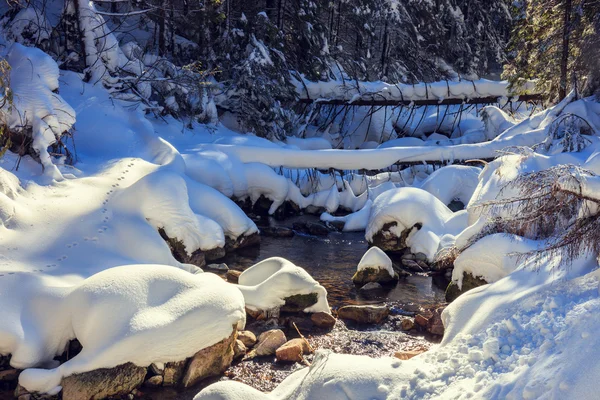 Río en el bosque de montaña de invierno . —  Fotos de Stock