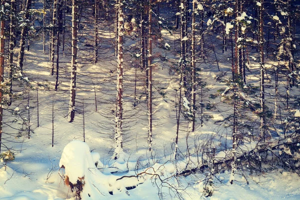 Inverno floresta fundo, olhar vintage — Fotografia de Stock