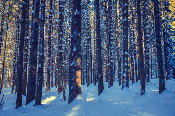 Zimní Les pozadí, retro vzhled — Stock fotografie