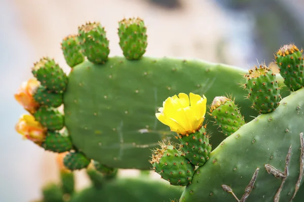 Ярко-желтый и оранжевый цветок кактуса Prickly Pear (Chollas) — стоковое фото