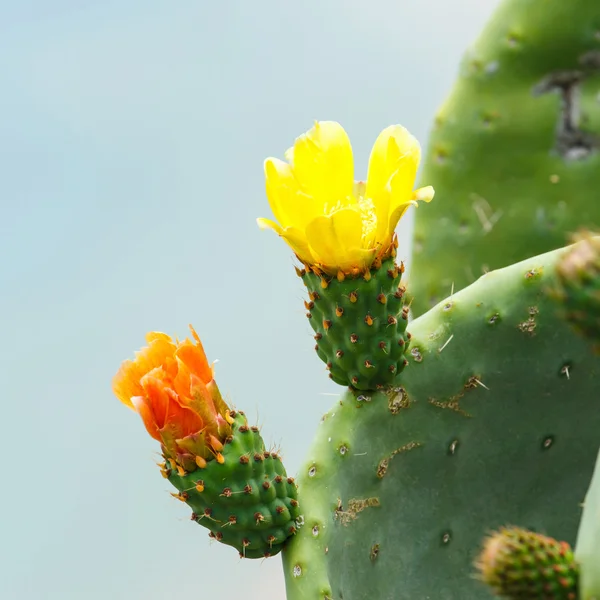 Bright yellow and orange flower of Prickly Pear (Chollas) cactus — Stock Photo, Image