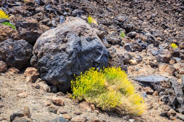 Volkanik bombaları Montana Blanca, Teide Milli Parkı, Tenerife, Kanarya Adaları, İspanya