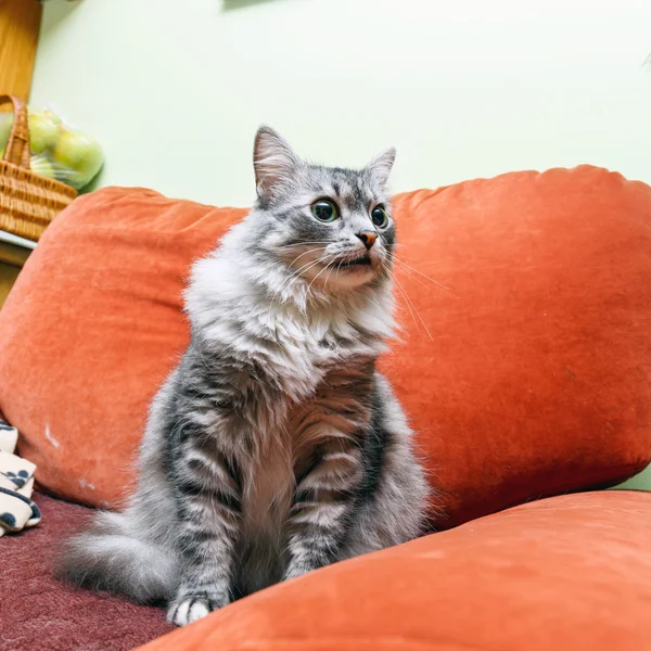 Ritratto di un gatto norvegese — Foto Stock
