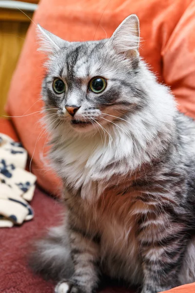 Portréja egy norvég macska — Stock Fotó