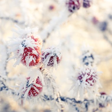 hoarfrost yapraklarda