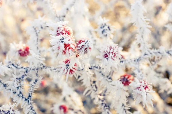 Hoarfrost en las hojas —  Fotos de Stock