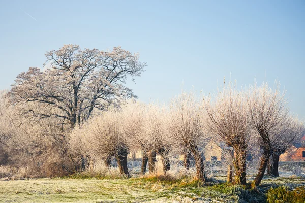 Hóval borított fák, téli táj — Stock Fotó