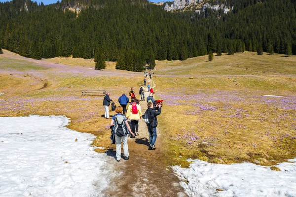 Tatra gebergte, Polen - 25 Apr 2015: Unidefined toeristen bezoeken Chocholowska vallei. Crocus bloemen bloeien in het voorjaar zijn grote attractie voor veel mensen — Stockfoto