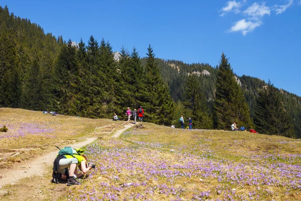 TATRA MOUNTAINS, POLAND - APR 25, 2015: Unidefined tourists visit Chocholowska Valley. Crocus flowers blooming in spring are great attraction for many people — Stock Photo, Image