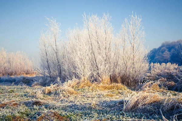 雪覆われた木、冬の風景 — ストック写真