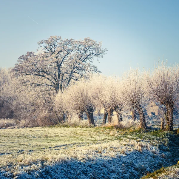 Neve árvores cobertas, paisagem de inverno — Fotografia de Stock