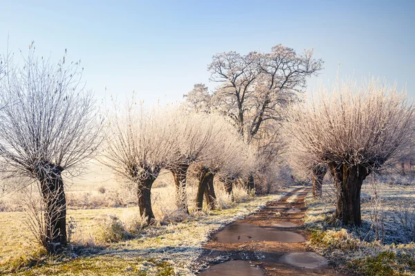 雪覆われた木、冬の風景 — ストック写真