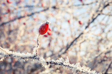 hoarfrost yapraklarda