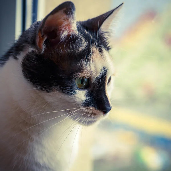 Ritratto di un gatto — Foto Stock