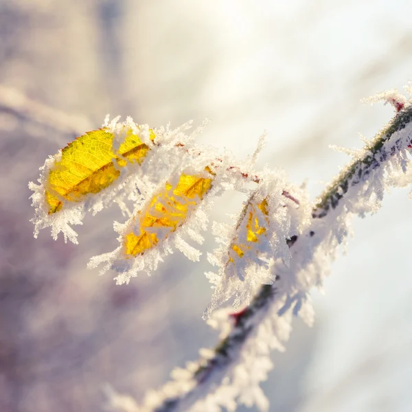 葉の上の霜 — ストック写真