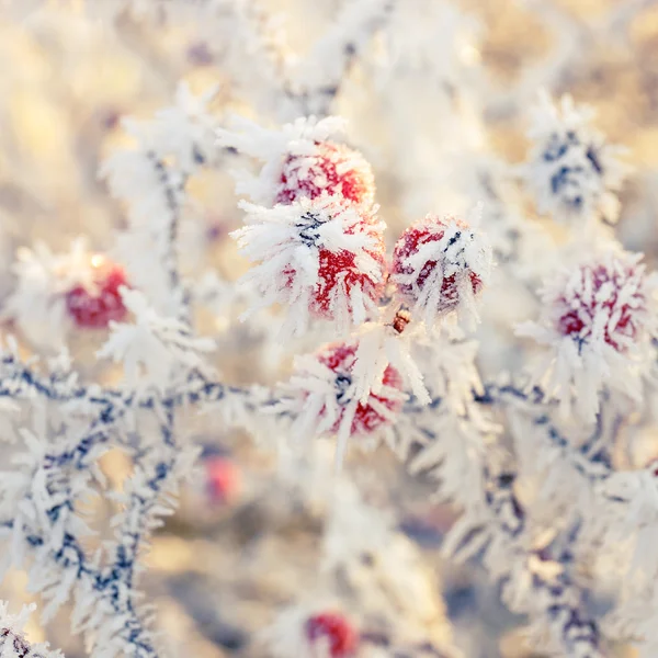 Hoarfrost on leaves — Stock Photo, Image