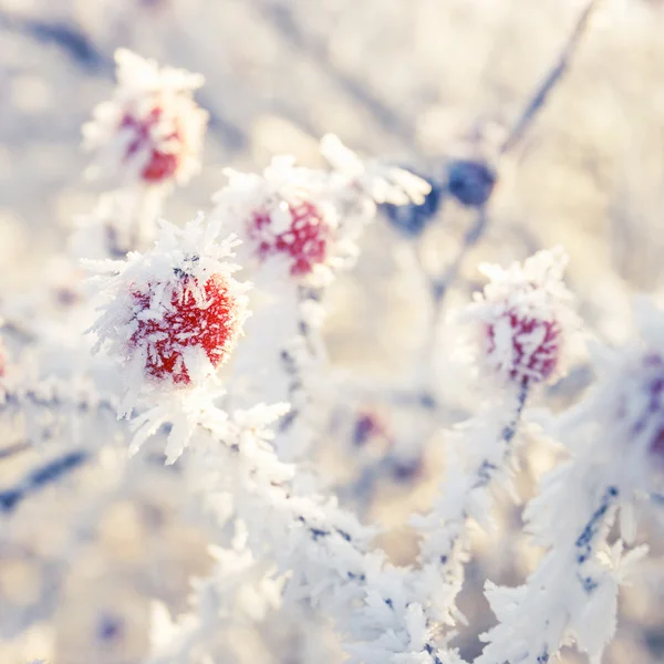 Hoarfrost en las hojas — Foto de Stock