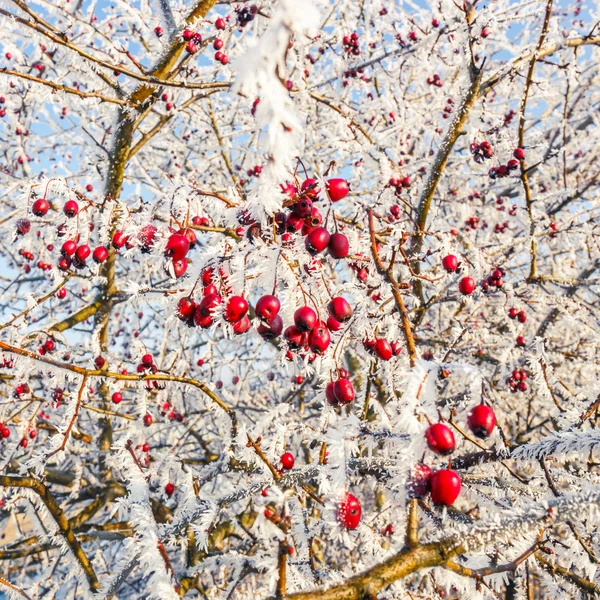 Hoarfrost su foglie — Foto Stock