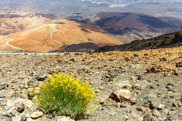Arbusto seco creciendo en la caldera de un volcán El Teide, Tenerife, España — Foto de Stock