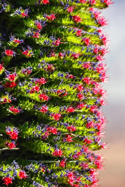 Red tajinaste flowers on the El Teide Volcano, Tenerife, Spain — Stock Photo, Image