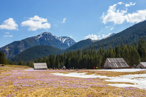 ATRA MOUNTAINS, POLAND - APR 25, 2015: Unidefined tourists visit Chocholowska Valley. Crocus flowers blooming in spring are great attraction for many people — Zdjęcie stockowe