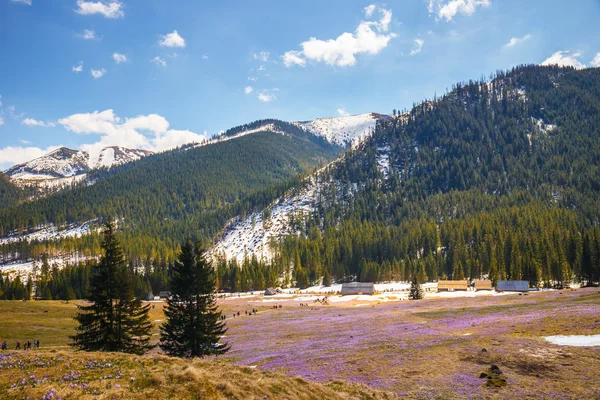 TATRA MOUNTAINS, POLAND - APR 25, 2015: Unidefined tourists visit Chocholowska Valley. Crocus flowers blooming in spring are great attraction for many people — Stock Photo, Image