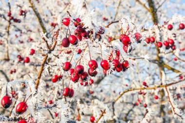 hoarfrost yapraklarda