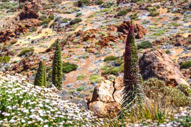 Kırmızı tajinaste çiçekler El Teide yanardağı, Tenerife, İspanya