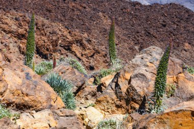 Kırmızı tajinaste çiçekler El Teide yanardağı, Tenerife, İspanya