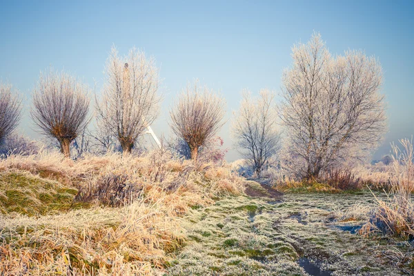 Neve árvores cobertas, paisagem de inverno — Fotografia de Stock