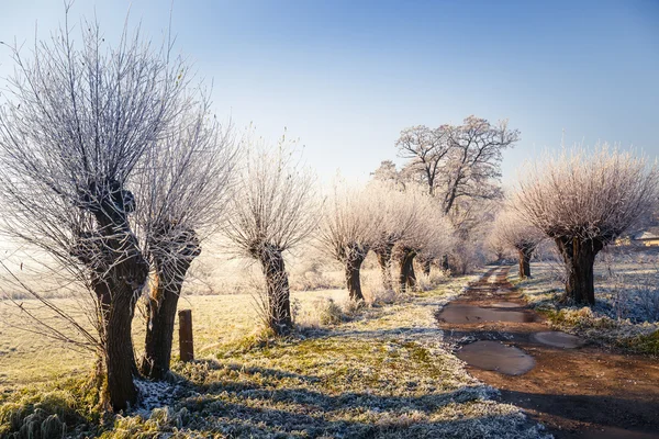 Neve árvores cobertas, paisagem de inverno — Fotografia de Stock