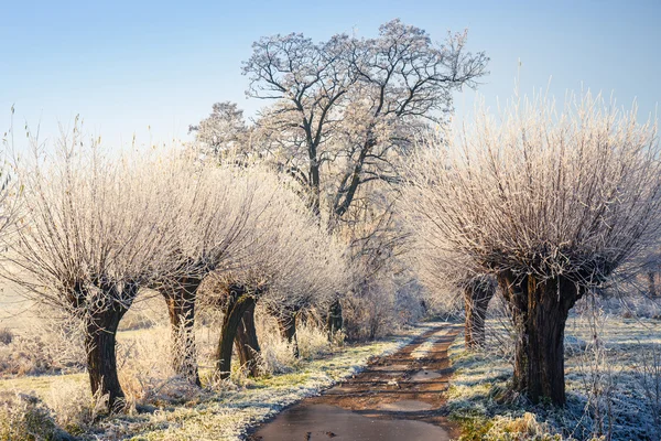 Zasněžené stromy, Zimní krajina — Stock fotografie